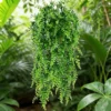 Artificial Persian Fern Leaf Texture & Material Quality Artificial Persian Fern Leaf Texture & Material Quality